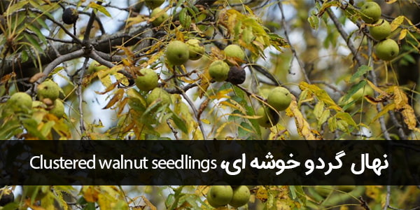 نهال گردو خوشه ای -Clustered walnut seedlings-min.jpg